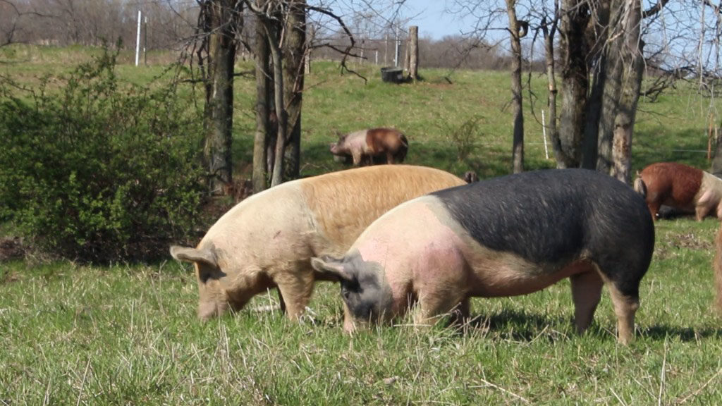 John Arbuckle pigs grazing