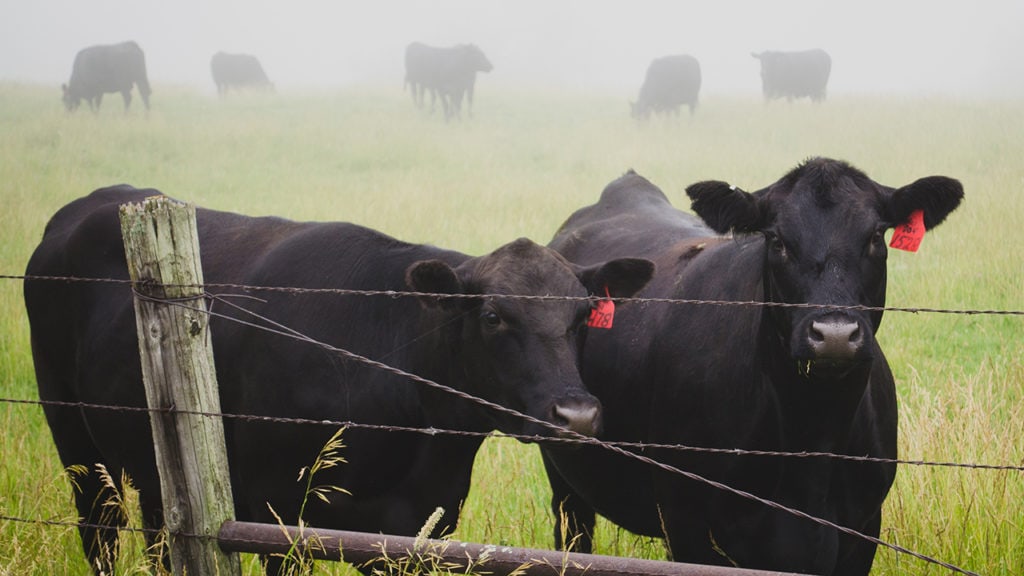 what-is-angus-beef-and-why-the-angus-label-doesn-t-matter-just-cook