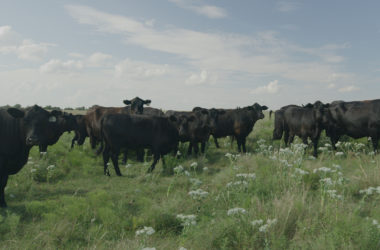 cattle on the range