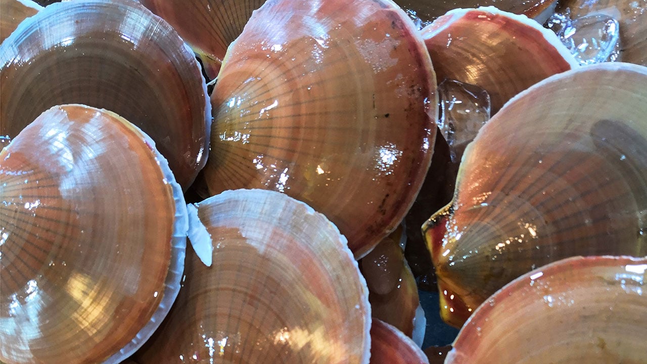 The Story of Our Scallops Trust, Quality, and Convenience Just Cook