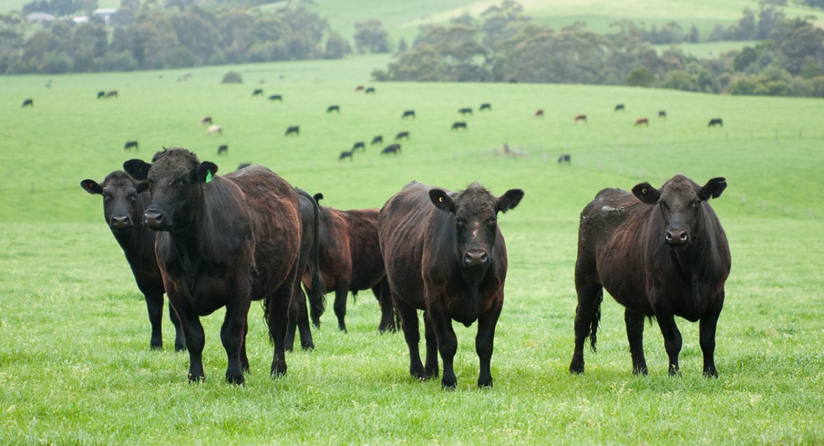 cattle grazing on grass