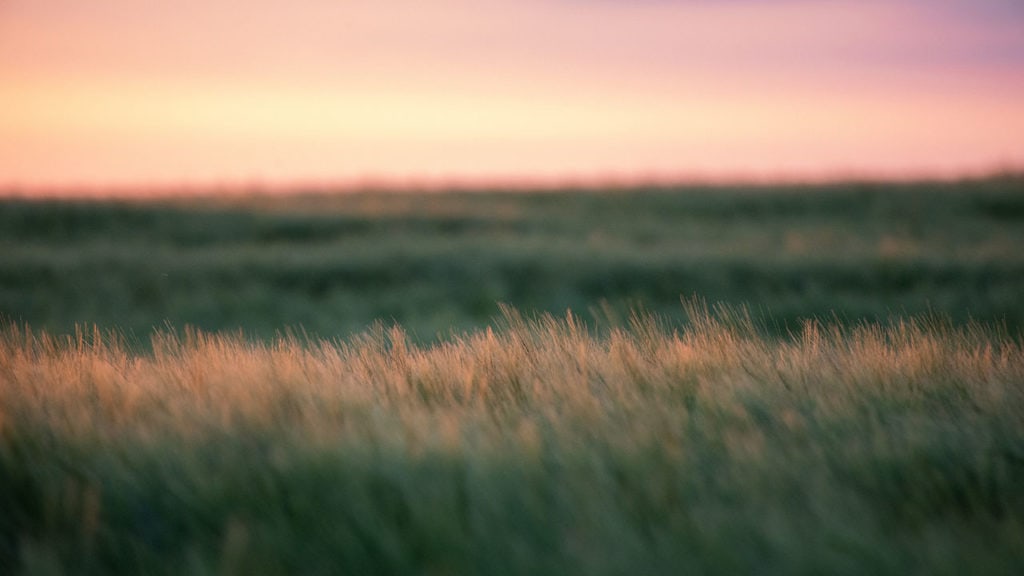 a field of grass at sunrise