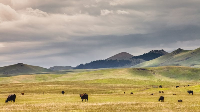 cattle grazing