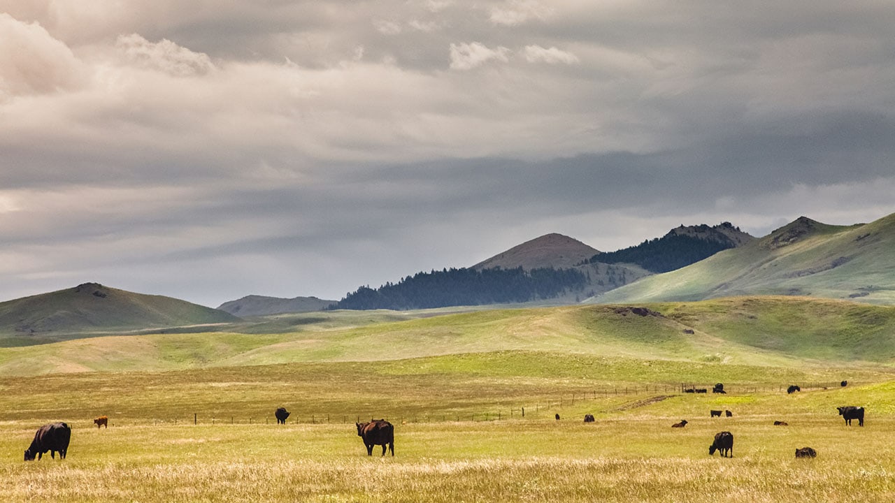 Guide to Grass-Fed Beef