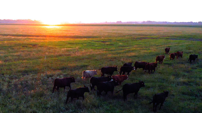 cattle in oklahoma at sunset