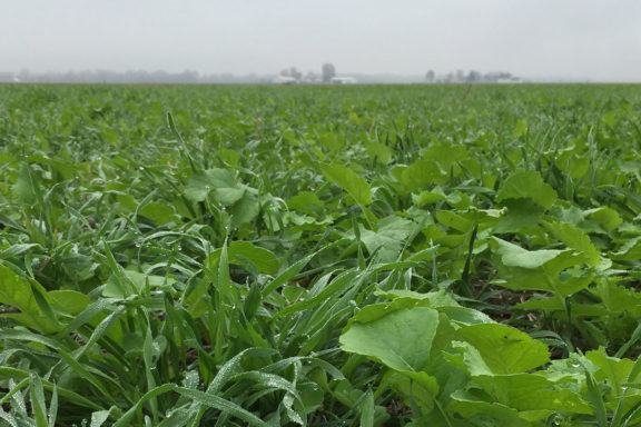 cover crops via truterra