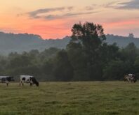 Grain Finished vs. 100% Grass-Fed Beef