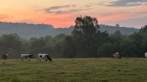 What Does Animal Welfare Certified Mean? | Blog | ButcherBox